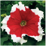 Фрост F1 fire насіння петунії грандіфлора 25-30см (Syngenta)