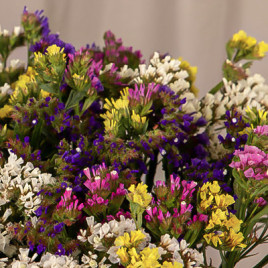 Хіпстер суміш насіння статиці (Benary)