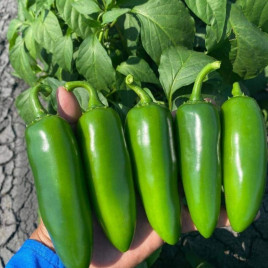 Куатреро F1 насіння гіркого перцю тип Халапеньо раннього 10-12х4 см темн-зел (Enza Zaden)