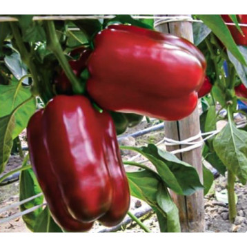 Балта F1 насіння перцю солодкого тип Блочний раннього 65 дн. 200-250 гр. 8,5-11х9,5-10 см зел./червон. (Syngenta)
