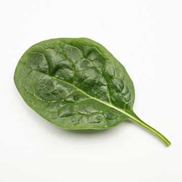 ГТО F1 (GTO) семена шпината овал. (Enza Zaden)