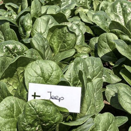 Джип F1 (Jeep) насіння шпинату овал. (Enza Zaden)