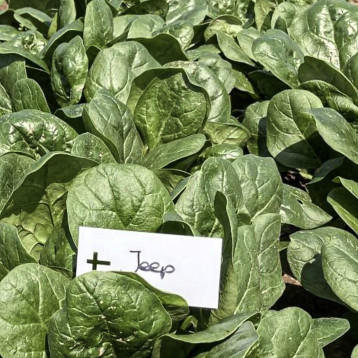 Джип F1 (Jeep) насіння шпинату овал. (Enza Zaden)