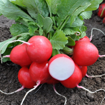 Лаурелла F1 (2,6-3,0) насіння редиски ранньої червоної (Hazera)