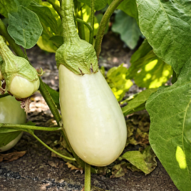 Міракл F1 насіння баклажана раннього 50-55 дн. 300-400 г 20 см овал.-циліндр. білого (Spark Seed)