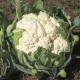Синтори F1 (Сантори F1) семена капусты цветной ранней 60-65 дн. 1,0-1,5 кг бел. (Enza Zaden)