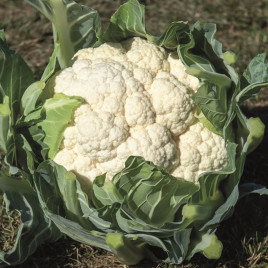 Синтори F1 (Сантори F1) семена капусты цветной ранней 60-65 дн. 1,0-1,5 кг бел. (Enza Zaden)