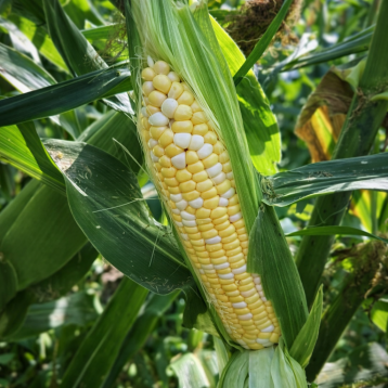 Обедиент F1 семена кукурузы суперсладкой Sh2 ранней 73 дн. 22 см 18-20 р. биколор (Spark Seeds)