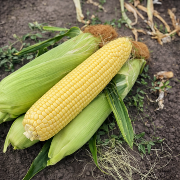 Гейзер F1 насіння кукурудзи суперсолодкої Sh2 ранньої 72 дн. 22-24 см 20-22 р. (Spark Seeds)