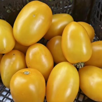 Еллоу Плам F1 семена томата дет. раннего 100 дн. слив. 100-120 гр. желтого (Spark Seeds)