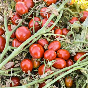 6107 F1 насіння томату дет. раннього 95-100 дн. слив. 70-80 гр. червоний (Spark Seeds)