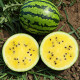 Аріранг Єлоу F1 насіння кавуна тип Тайгер раннього 75 дн 8-10 кг окр жовт (Asia Seed)