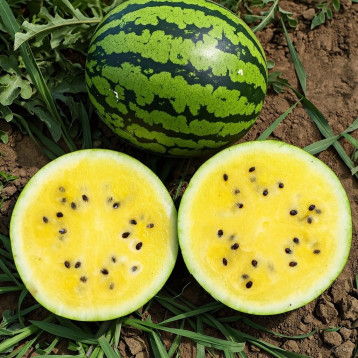 Аріранг Єлоу F1 насіння кавуна тип Тайгер раннього 75 дн 8-10 кг окр жовт (Asia Seed)