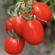 Супрім F1 насіння томату дет. середньораннього 70-75 дн. слив. 160-180 гр. червоний (Manier)