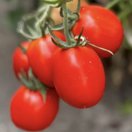 Суприм F1 семена томата дет. среднераннего 70-75 дн. слив. 160-180 гр. красный (Manier)