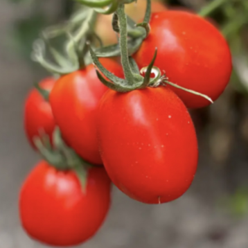 Супрім F1 насіння томату дет. середньораннього 70-75 дн. слив. 160-180 гр. червоний (Manier)