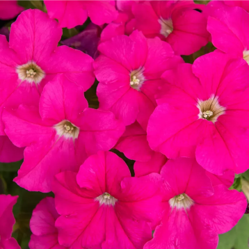 Ігл F1 rose насіння петунії грандіфлора (Sakata)