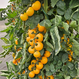 Санглоу F1 семена томата индет. среднераннего окр. 70-90 гр. желт. (Moravoseed)