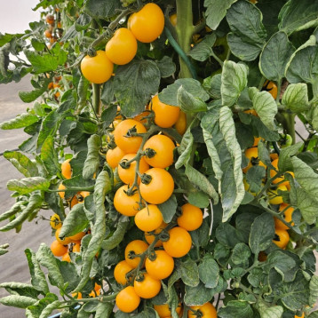 Санглоу F1 насіння томату індет. середньораннього окр. 70-90 гр. жовт. (Moravoseed)