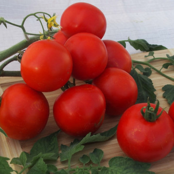 Галант F1 семена томата индет. раннего окр. 60-80 гр. красн. (Moravoseed)