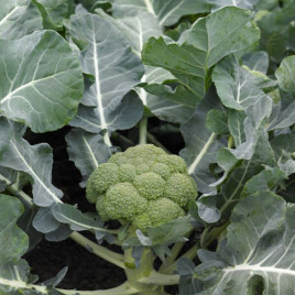 Біні F1 насіння капусти броколі середньоранньої 80-82 дн (Syngenta)