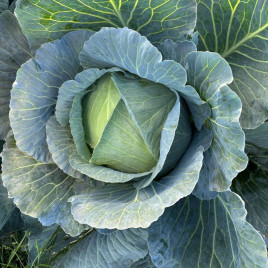 Оратор F1 семена капусты б/к среднепоздней 95-105 дн 3-4 кг окр (Syngenta)