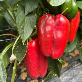 Балта F1 насіння перцю солодкого тип Блочний раннього 65 дн. 200-250 гр. 8,5-11х9,5-10 см зел./червон. (Syngenta)