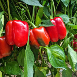 Бесста F1 семена перца сладкого тип Блочный раннего 170-190 гр. зел./красн. (Syngenta)