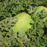 Элгали F1 семена арбуза тип Чарльстон Грей раннего 62-65 дн. 8-10 кг окр. (Syngenta)