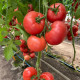 Зухраза F1 насіння томату індет. раннього окр. 220-250 гр. рожевий (Rijk Zwaan)