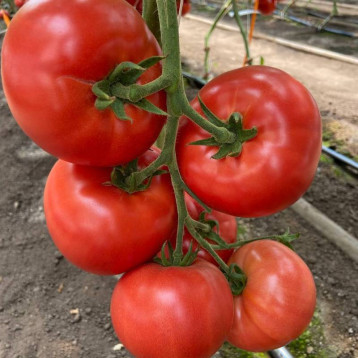 Зухраза F1 семена томата индет. раннего окр. 220-250 гр. розовый (Rijk Zwaan)