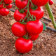 Лугано F1 семена томата индет. окр. 130-140 гр. красный (Manier)