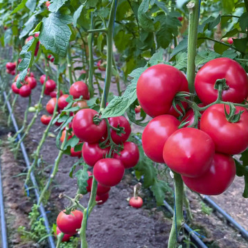 Монсеррат F1 насіння томату індет. раннього 65-68 дн. окр. 250-300 гр. рожевий (Manier)