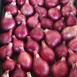 Лук-шалот Шелия 