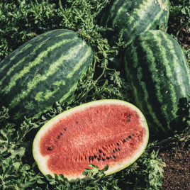 Хала F1 семена арбуза тип кр.св. среднераннего 65-70 дн.12-16 кг овал. (Solare Sementi)