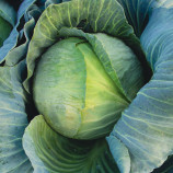 Таргет F1 семена капусты б/к поздней (Moravoseed)