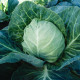 Старт F1 семена капусты б/к ранней (Moravoseed)