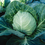 Старт F1 семена капусты б/к ранней (Moravoseed)