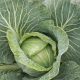 JS 83 F1 семена капусты б/к средний 85-90 дн. 1,3-1,7 кг (Joeun Seeds)