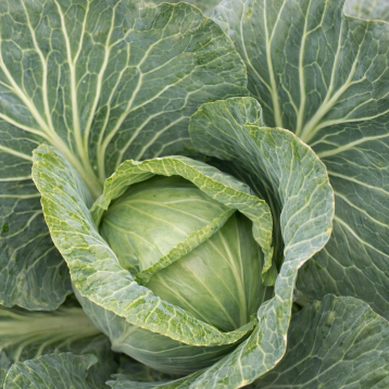 JS 83 F1 семена капусты б/к средний 85-90 дн. 1,3-1,7 кг (Joeun Seeds)