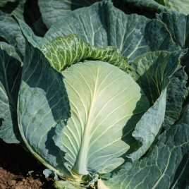 Амагер Дауер семена капусты б/к поздней 110-145 дн. 2,2-3,5 кг окр. (Hortus)