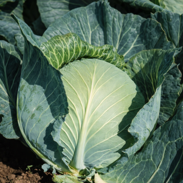 Амагер Дауер семена капусты б/к поздней 110-145 дн. 2,2-3,5 кг окр. (Hortus)