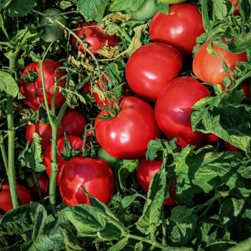 Барселона F1 насіння томату дет раннього 65-70 дн окр 220-280 гр рожевий (Manier)