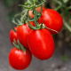Супрім F1 насіння томату дет. середньораннього 70-75 дн. слив. 160-180 гр. червоний (Manier)