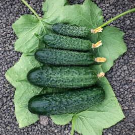 Спинтор F1 семена огурца корнишона партенокарп. раннего 9-12 см (Manier)