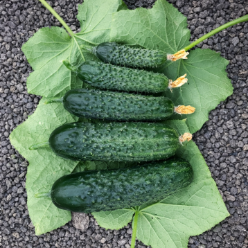 Спинтор F1 семена огурца корнишона партенокарп. раннего 9-12 см (Manier)