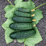 Спинтор F1 семена огурца корнишона партенокарп. раннего 9-12 см (Manier)