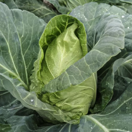 Пилон F1 семена капусты б/к ранней 50-55 дн. 2,2-2,7 кг остр.-конечн. (Moravoseed)