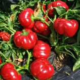 Калабрезе F1 насіння перцю солодкого тип Ротунда/Гогошара окр-припл 7-9 см червон (United Genetics)