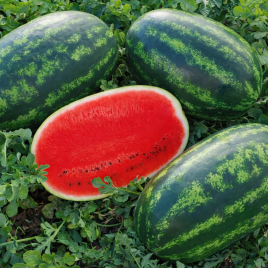 Бачата F1 насіння кавуна тип кр.св. середнього 70-75 дн. 12-16 кг овал. (Cora Seeds)